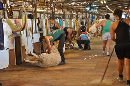 Cooinbil Shearing 039079  © Claire Parks Photography